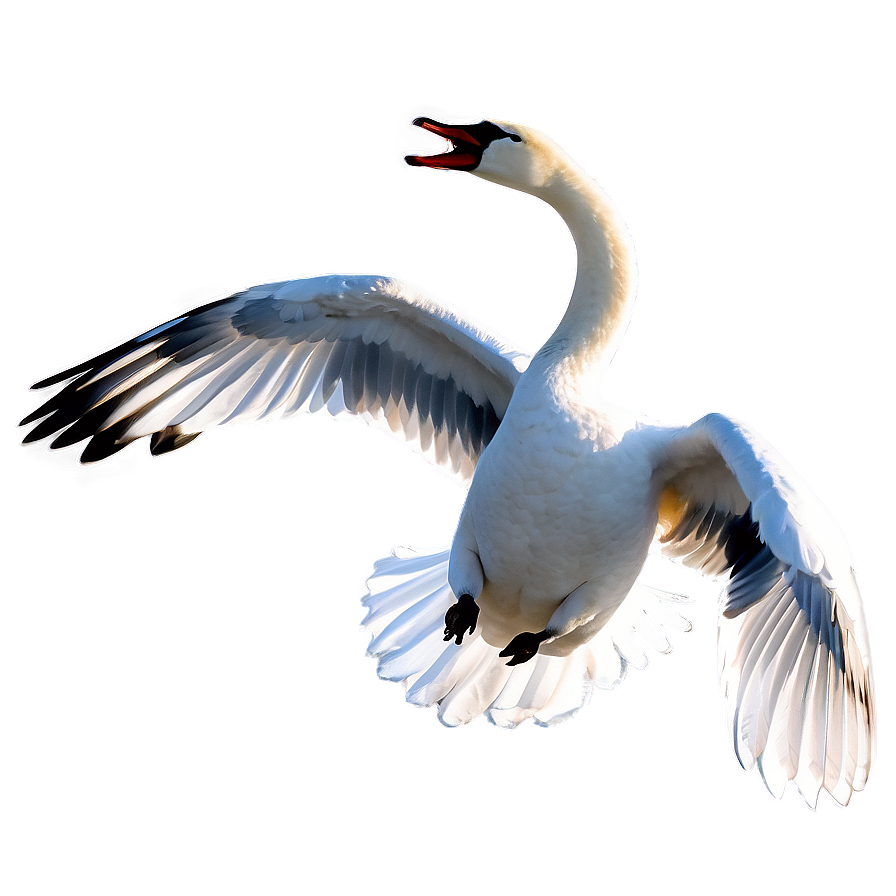 Graceful Swan Flying Png Egi44 PNG Image