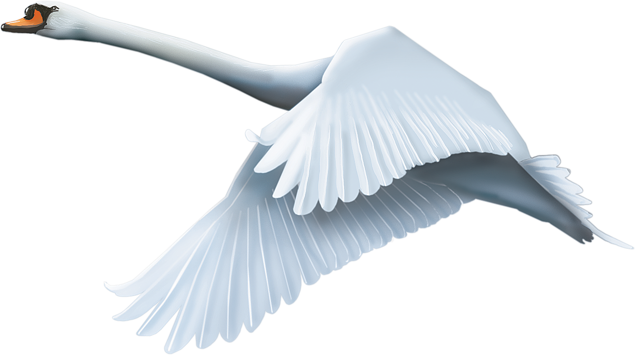 Graceful Swan In Flight PNG Image