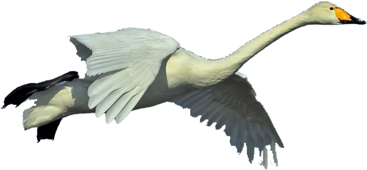 Graceful Swan In Flight.png PNG Image