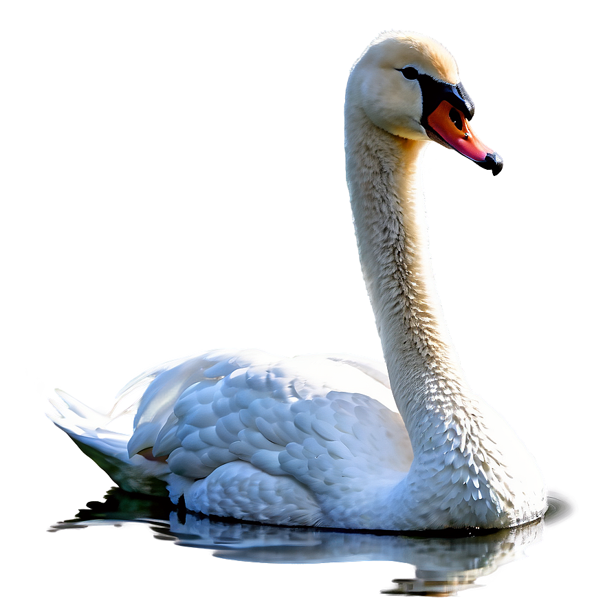 Graceful Swan Swimming Png 25 PNG Image