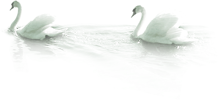 Graceful Swans Glidingon Water PNG Image