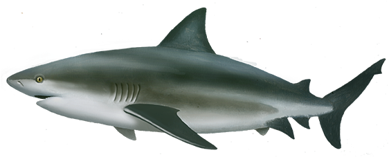 Graceful Swimming Shark PNG Image