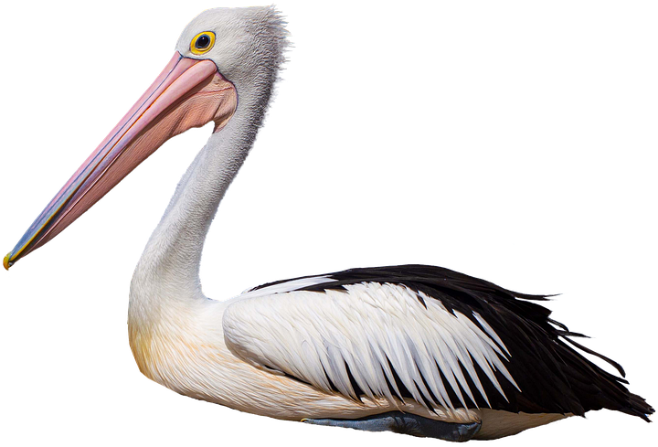 Graceful White Pelican Profile PNG Image