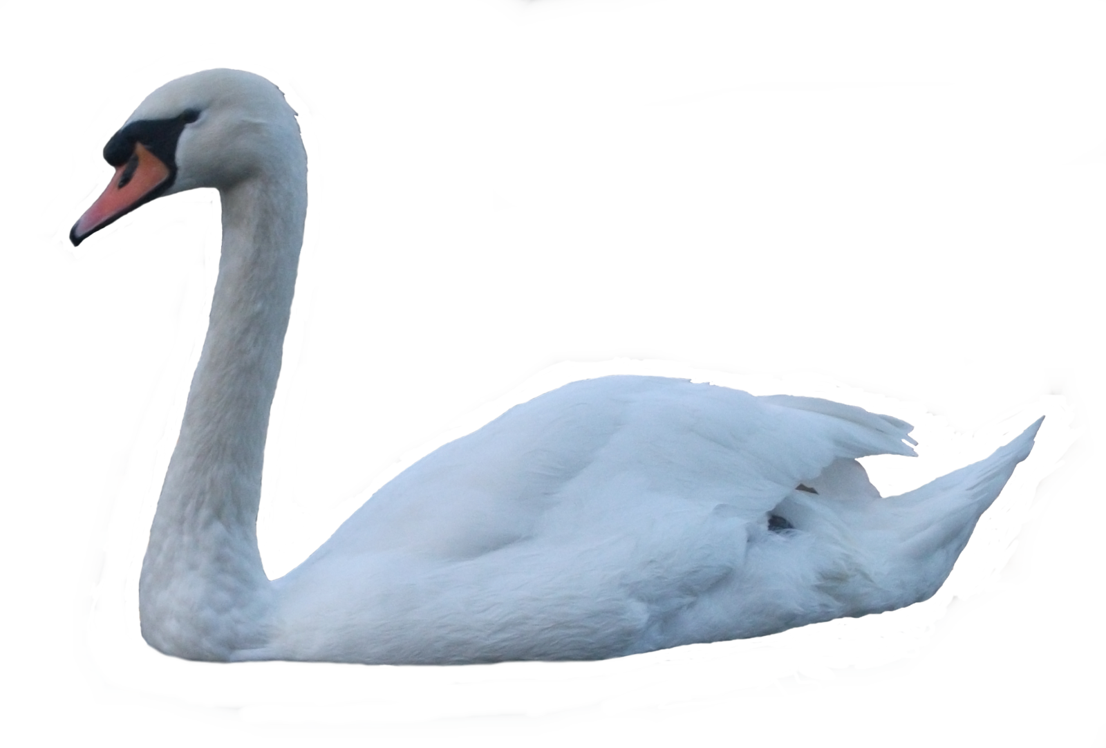 Graceful White Swanon Water PNG Image