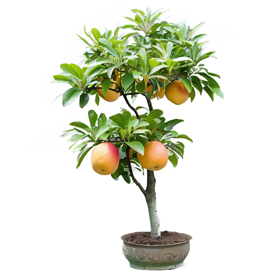 Grapefruit Tree Png Fqx89 PNG Image