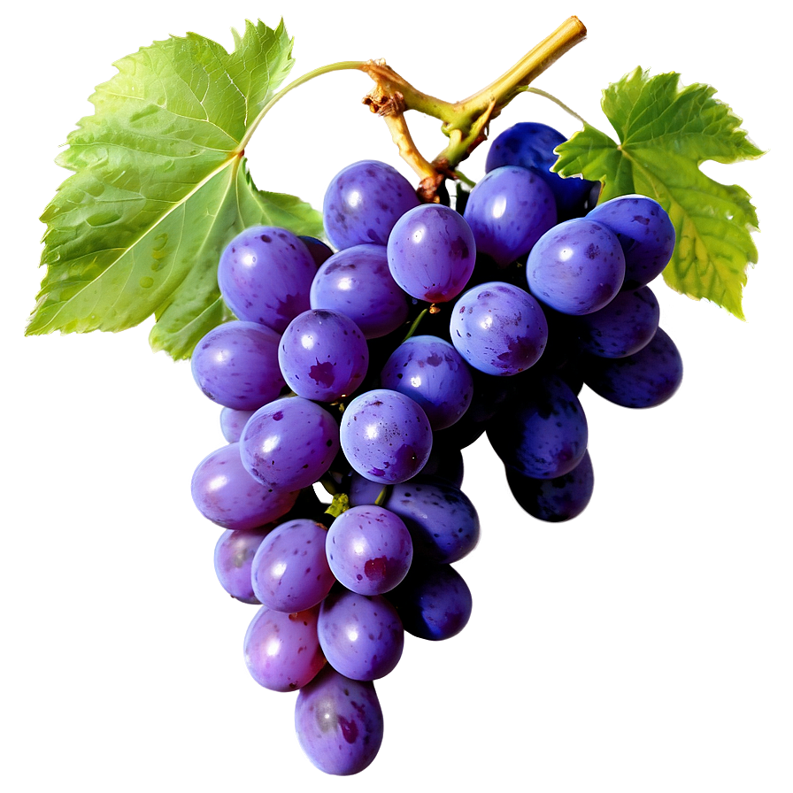 Grapes Branch Png 59 PNG Image