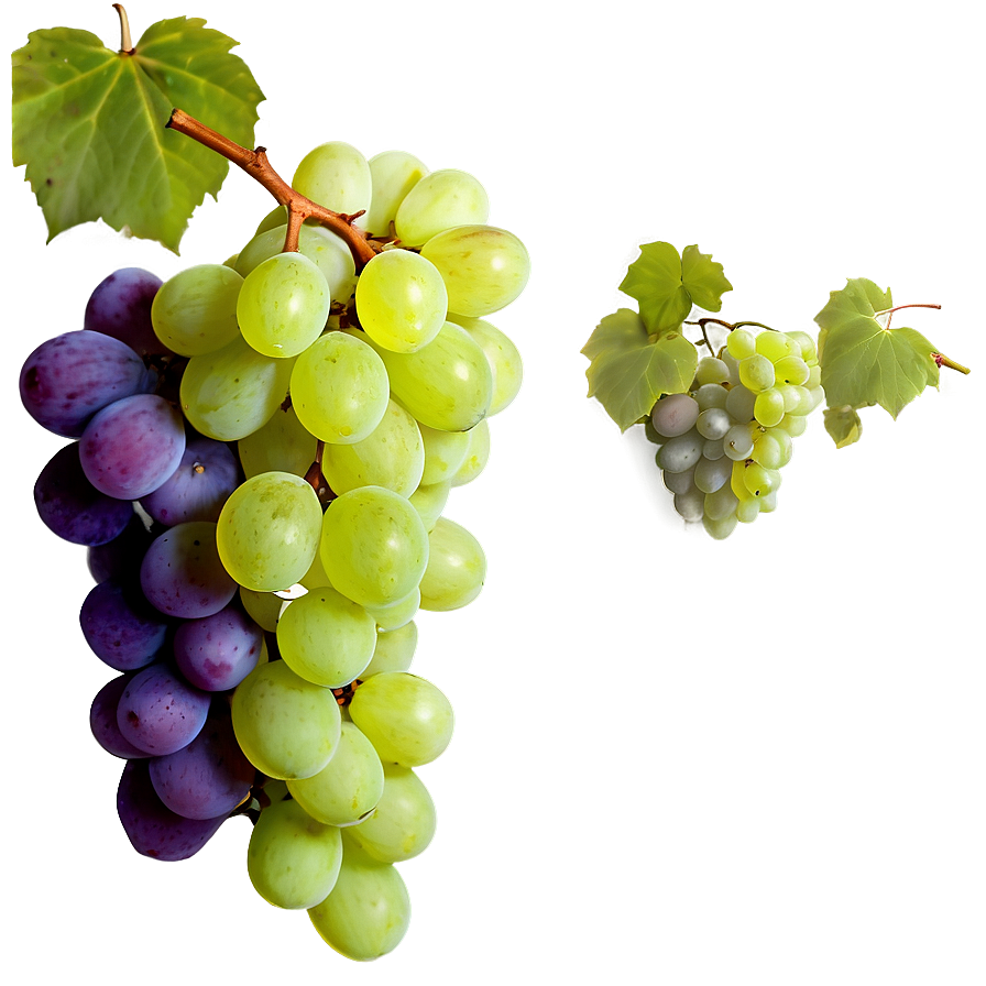 Grapes Frame Png 05242024 PNG Image