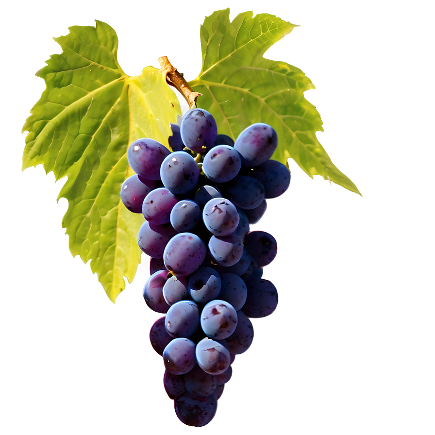 Grapes Outline Png 05242024 PNG Image