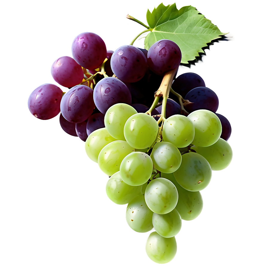 Grapes Outline Png 05242024 PNG Image