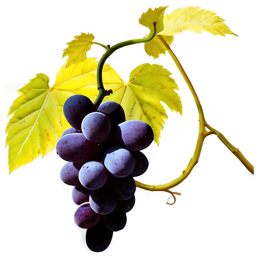 Grapes Silhouette Png 28 PNG Image