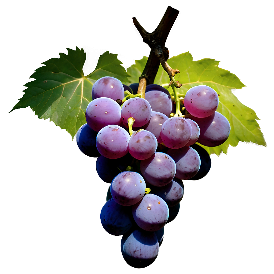 Grapes Silhouette Png Rcp97 PNG Image