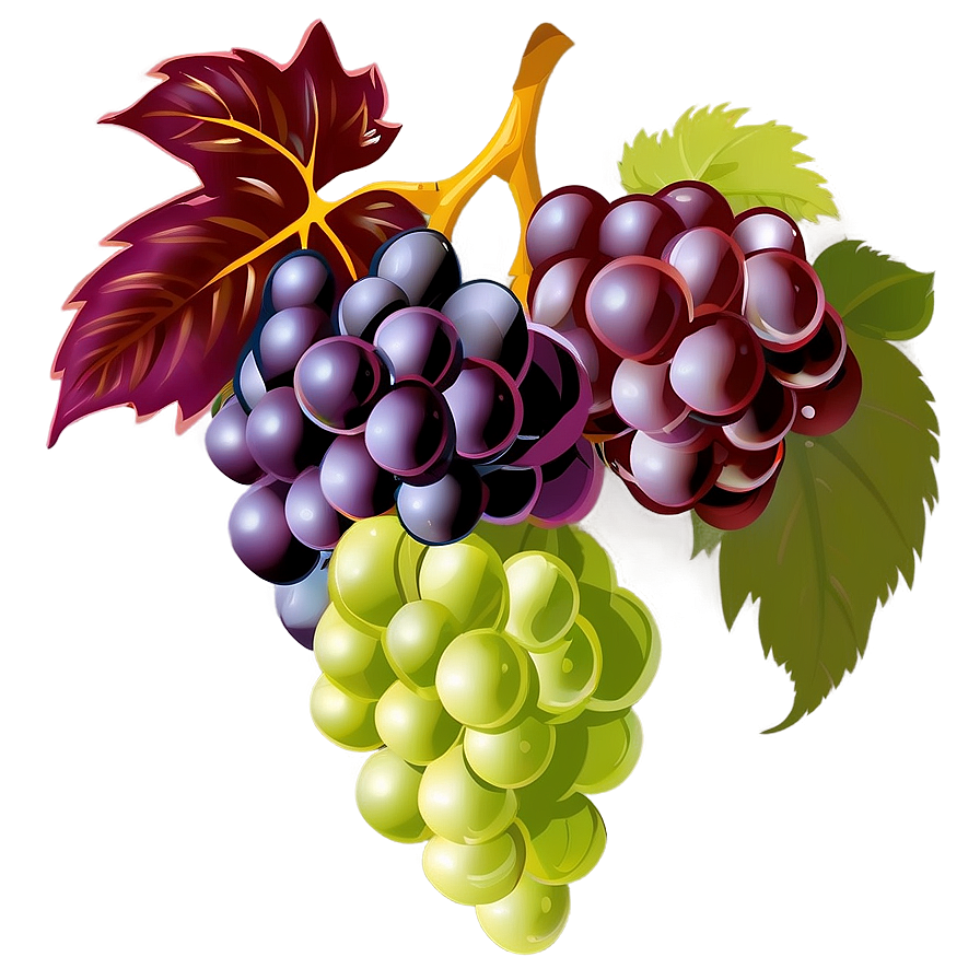 Grapes Vector Png 05242024 PNG Image