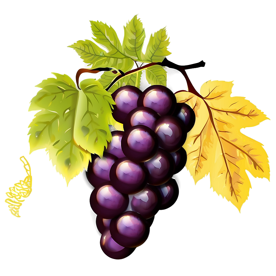 Grapes Vector Png 05242024 PNG Image