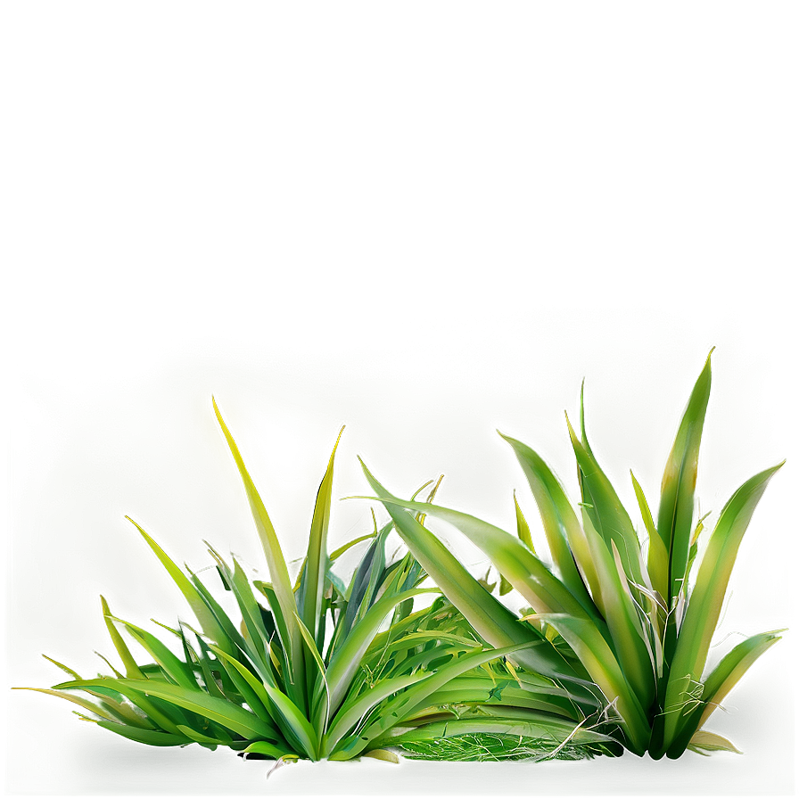 Grass A PNG Image