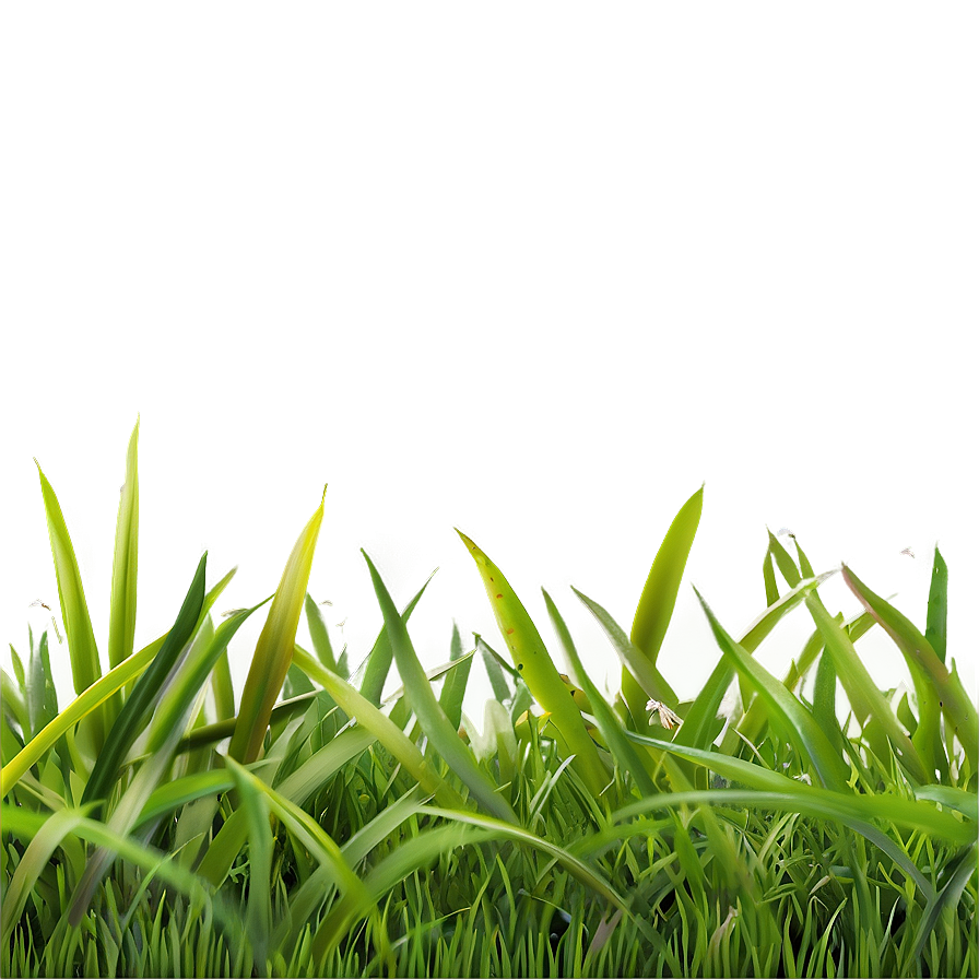 Grass C PNG Image