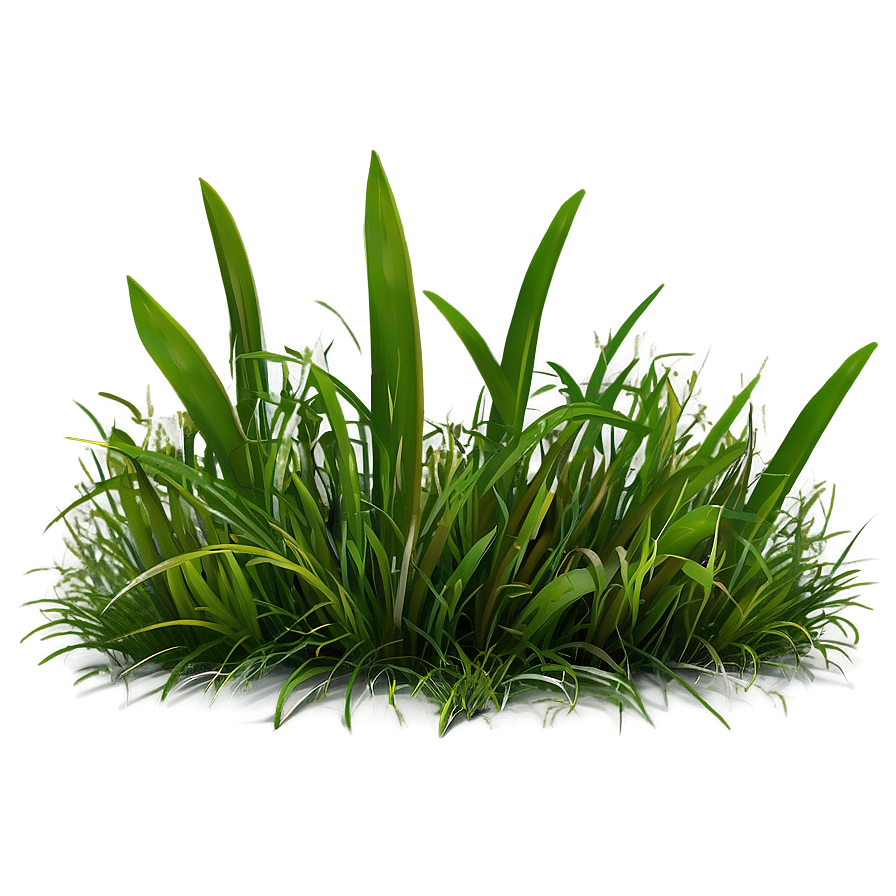 Grass D PNG Image