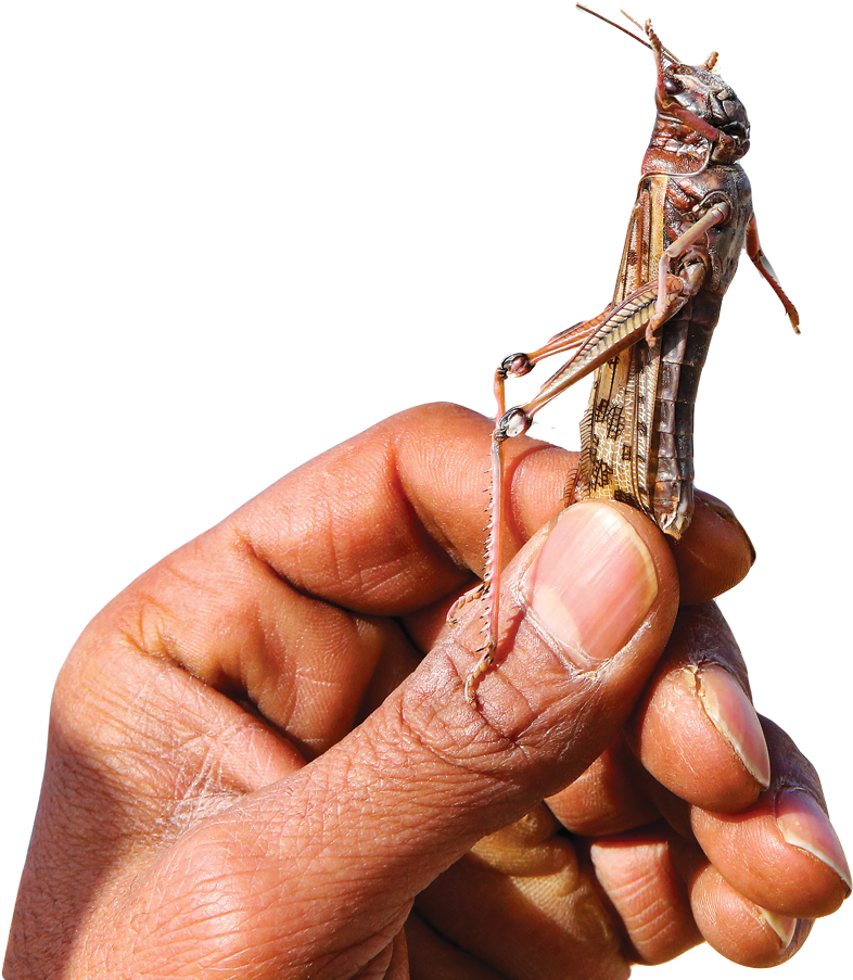 Grasshopper Perchedon Human Finger PNG Image