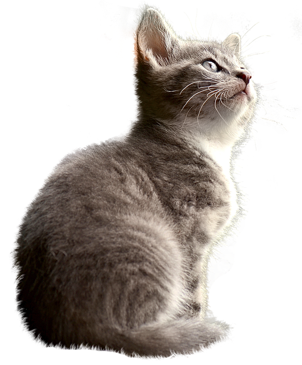 Gray Kitten Gazing Upward PNG Image