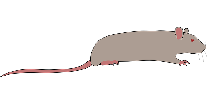 Gray Rat Illustrationon Black Background PNG Image