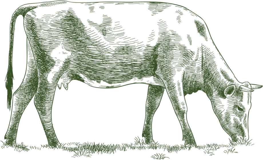 Grazing Calf Silhouette PNG Image