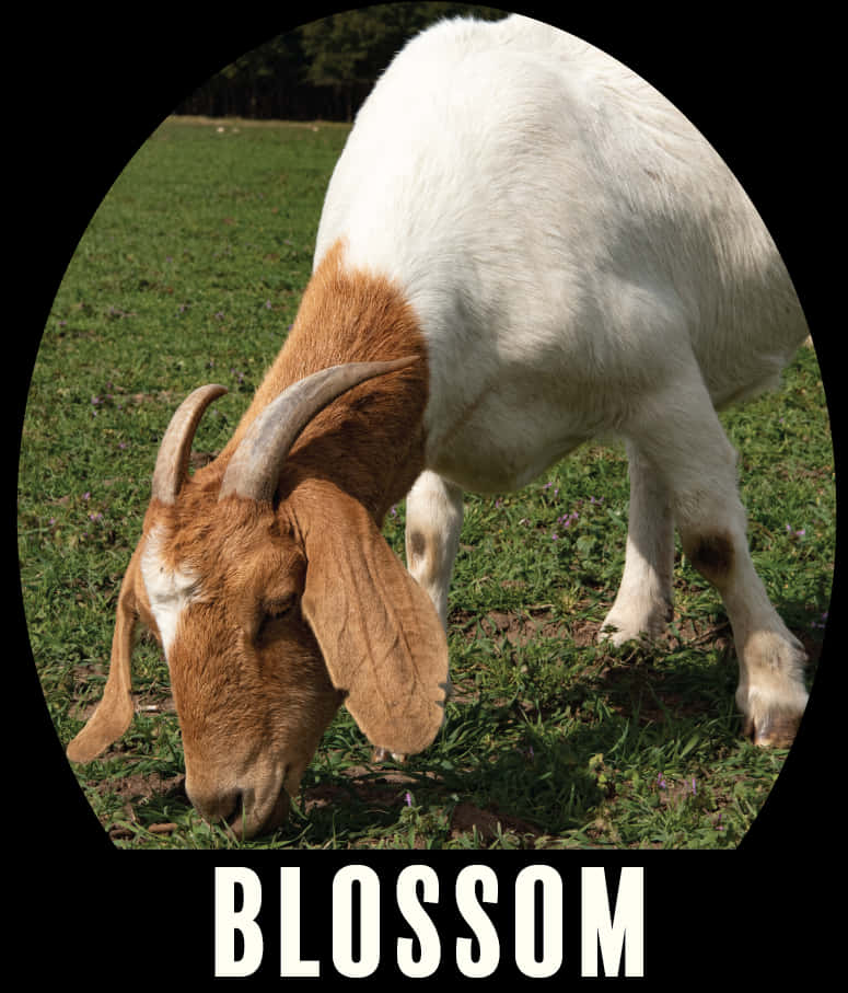 Grazing Goat Named Blossom PNG Image