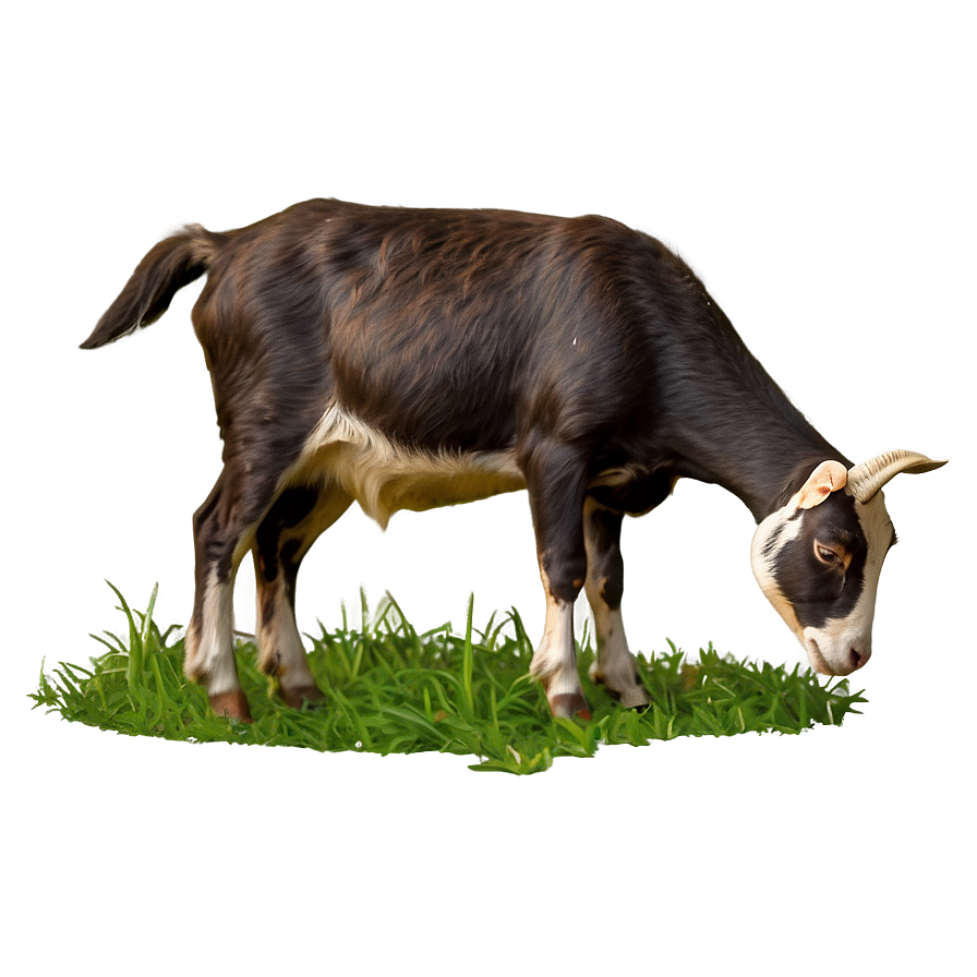 Grazing Goat Png Usd PNG Image