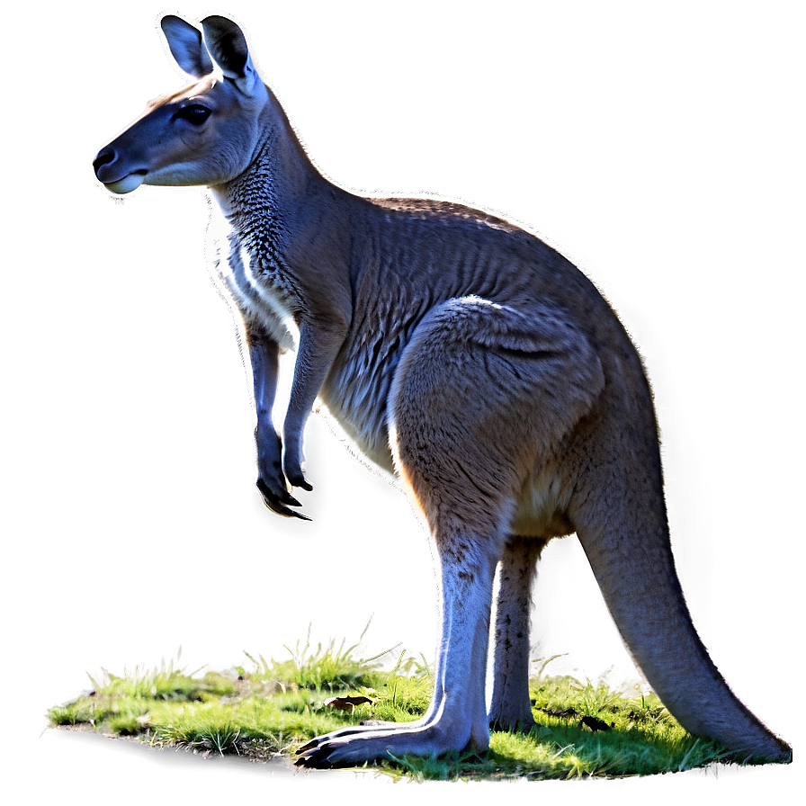 Grazing Kangaroo Png 05212024 PNG Image