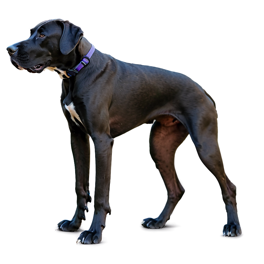 Great Dane In Action Png Eco64 PNG Image