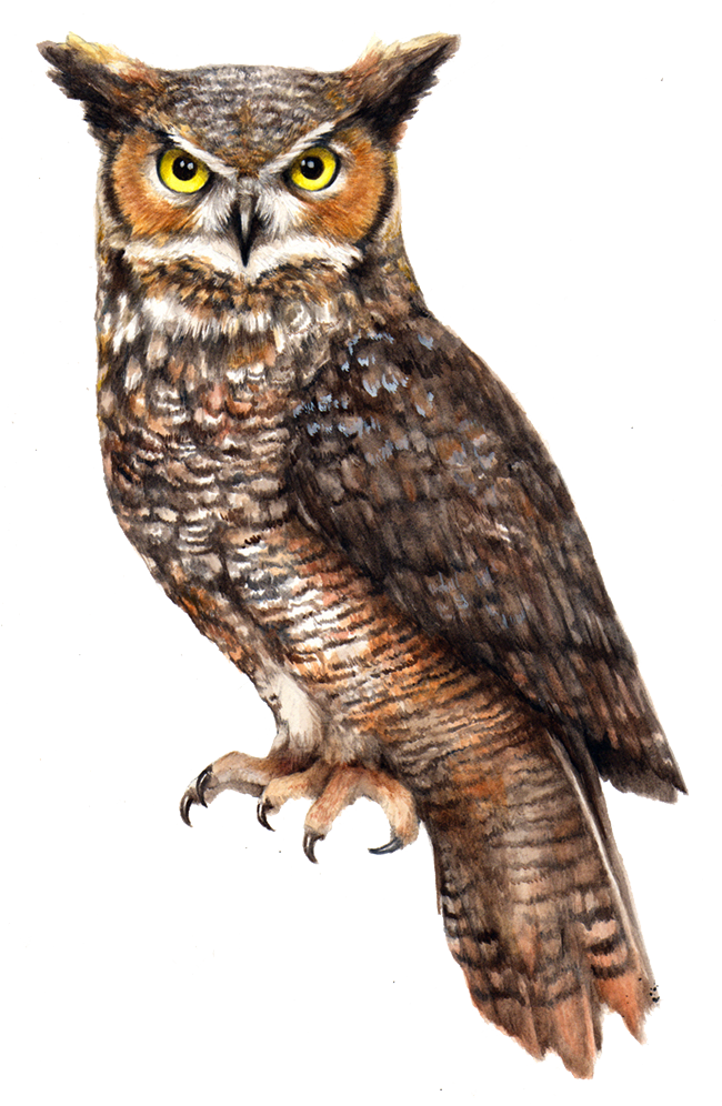 Great Horned Owl Illustration PNG Image