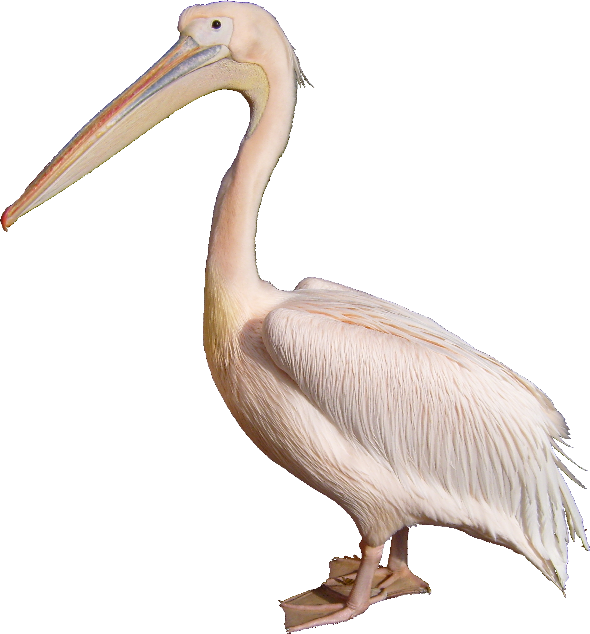 Great White Pelican Standing PNG Image