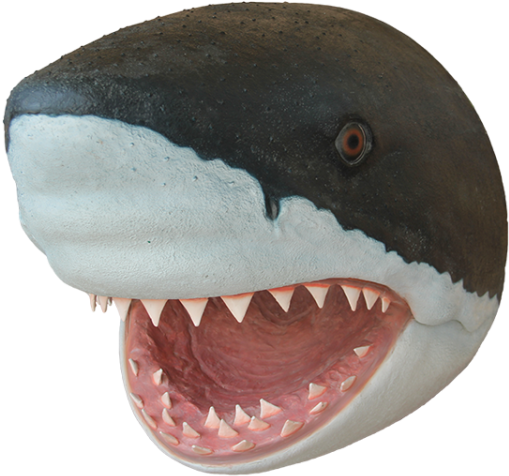 Great White Shark Close Up PNG Image