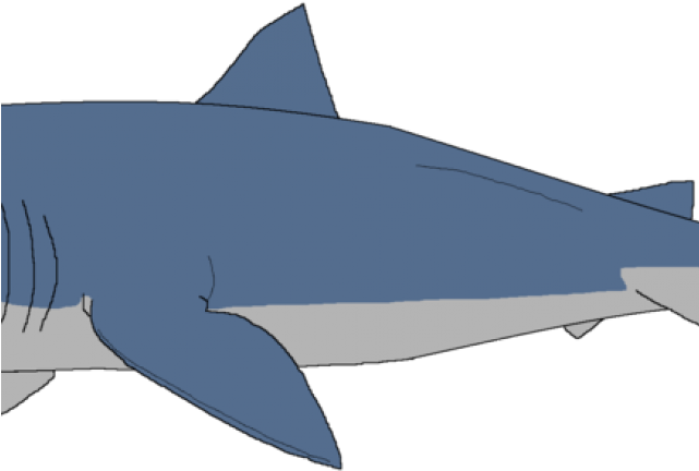 Great_ White_ Shark_ Illustration.png PNG Image