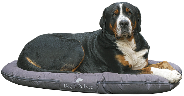 Greater_ Swiss_ Mountain_ Dog_on_ Bed PNG Image