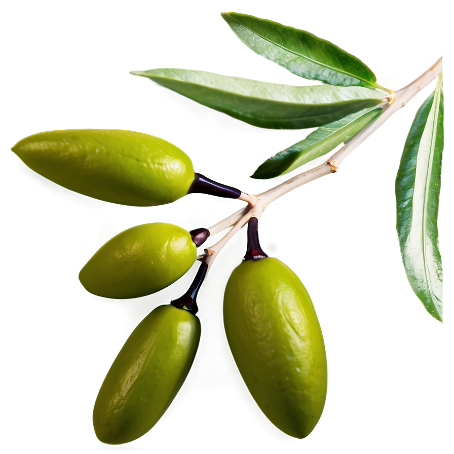 Greek Olive Branch Png Fwu28 PNG Image