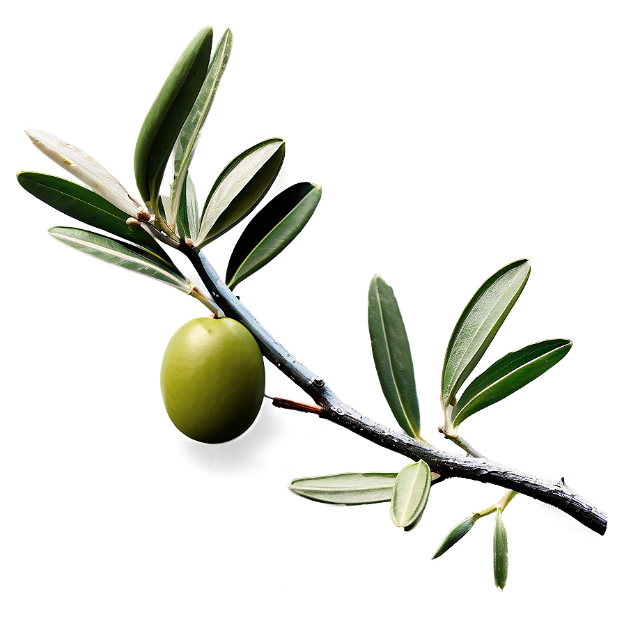 Greek Olive Branch Png Ump55 PNG Image