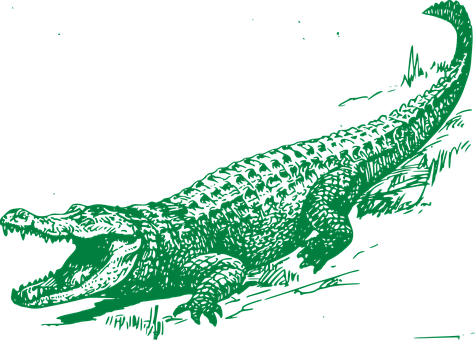 Green Alligator Illustration PNG Image