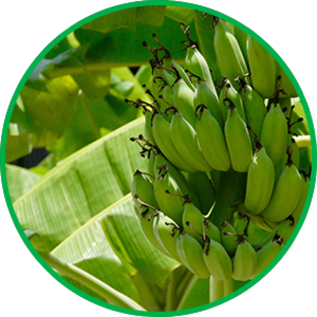 Green Banana Bunch Growth PNG Image