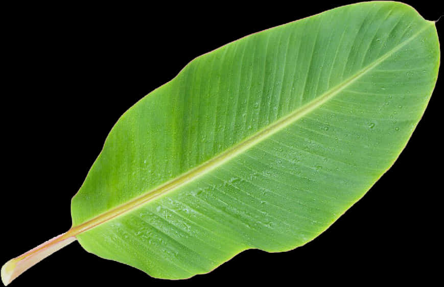 Green Banana Leaf Clipart PNG Image