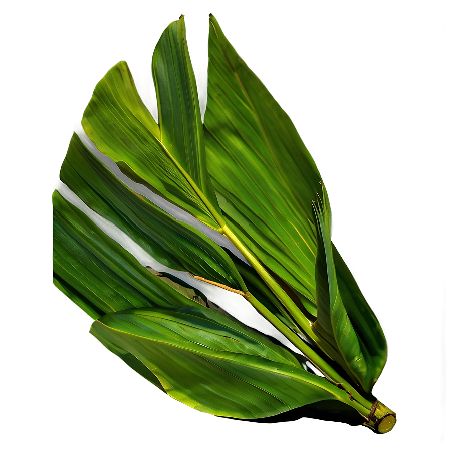 Green Banana Leaf Png 06232024 PNG Image