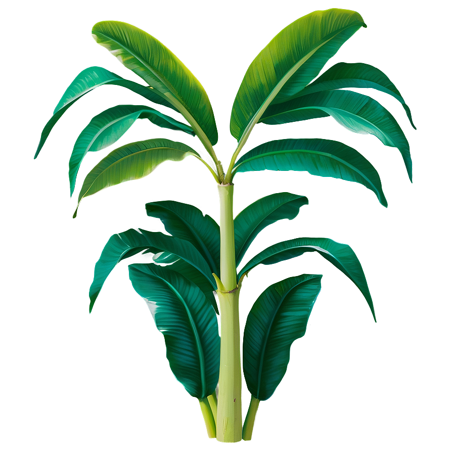 Green Banana Leaf Png Ali PNG Image