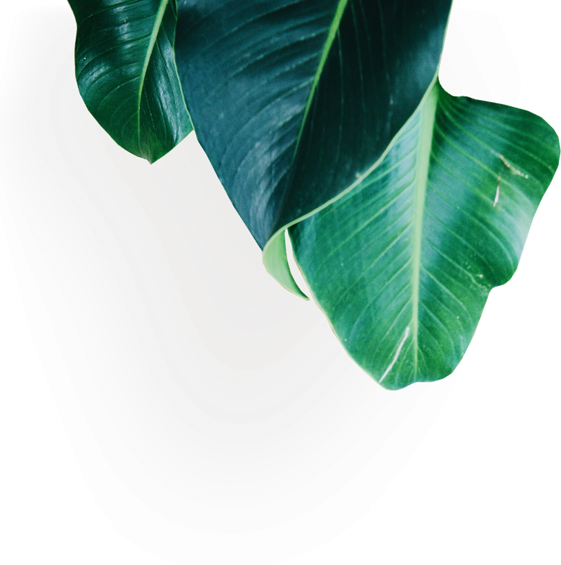 Green Banana Leaves Artistic Background PNG Image