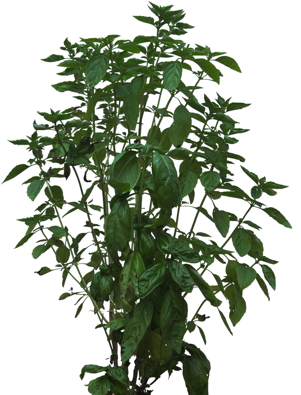 Green Basil Plant Isolated PNG Image