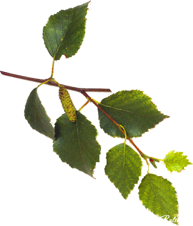 Green Birch Leaves Branch PNG Image