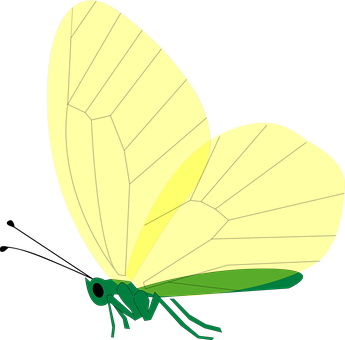 Green Butterfly Illustration PNG Image