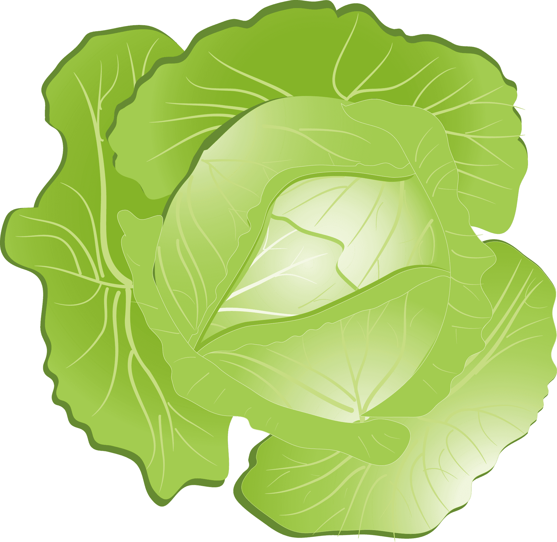 Green Cabbage Illustration PNG Image