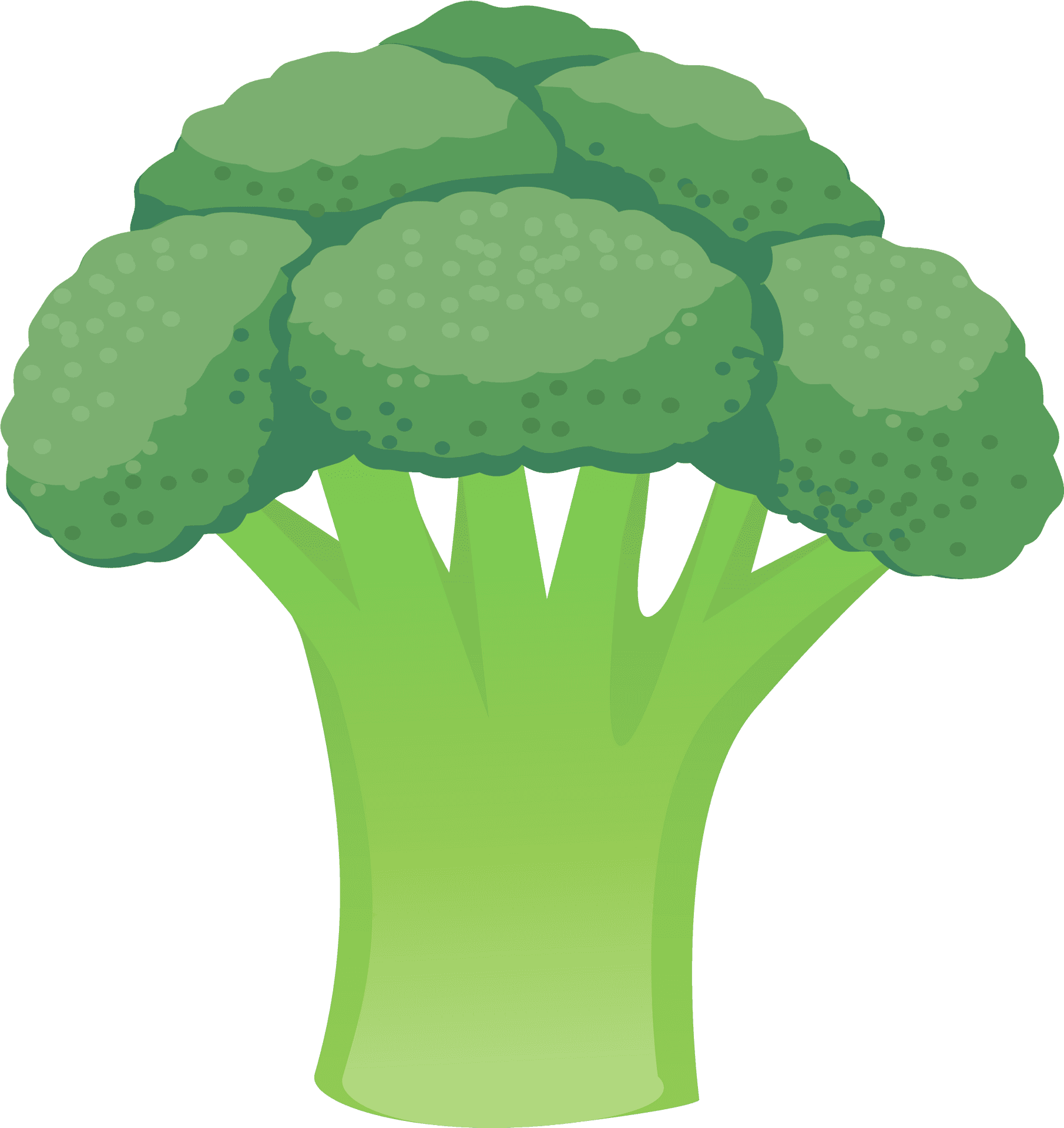 Green Cauliflower Illustration PNG Image