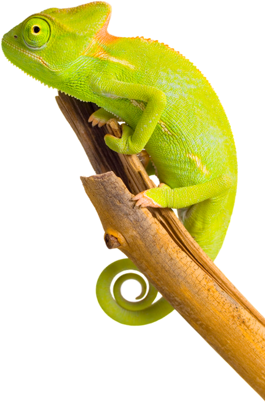 Green Chameleonon Branch.png PNG Image