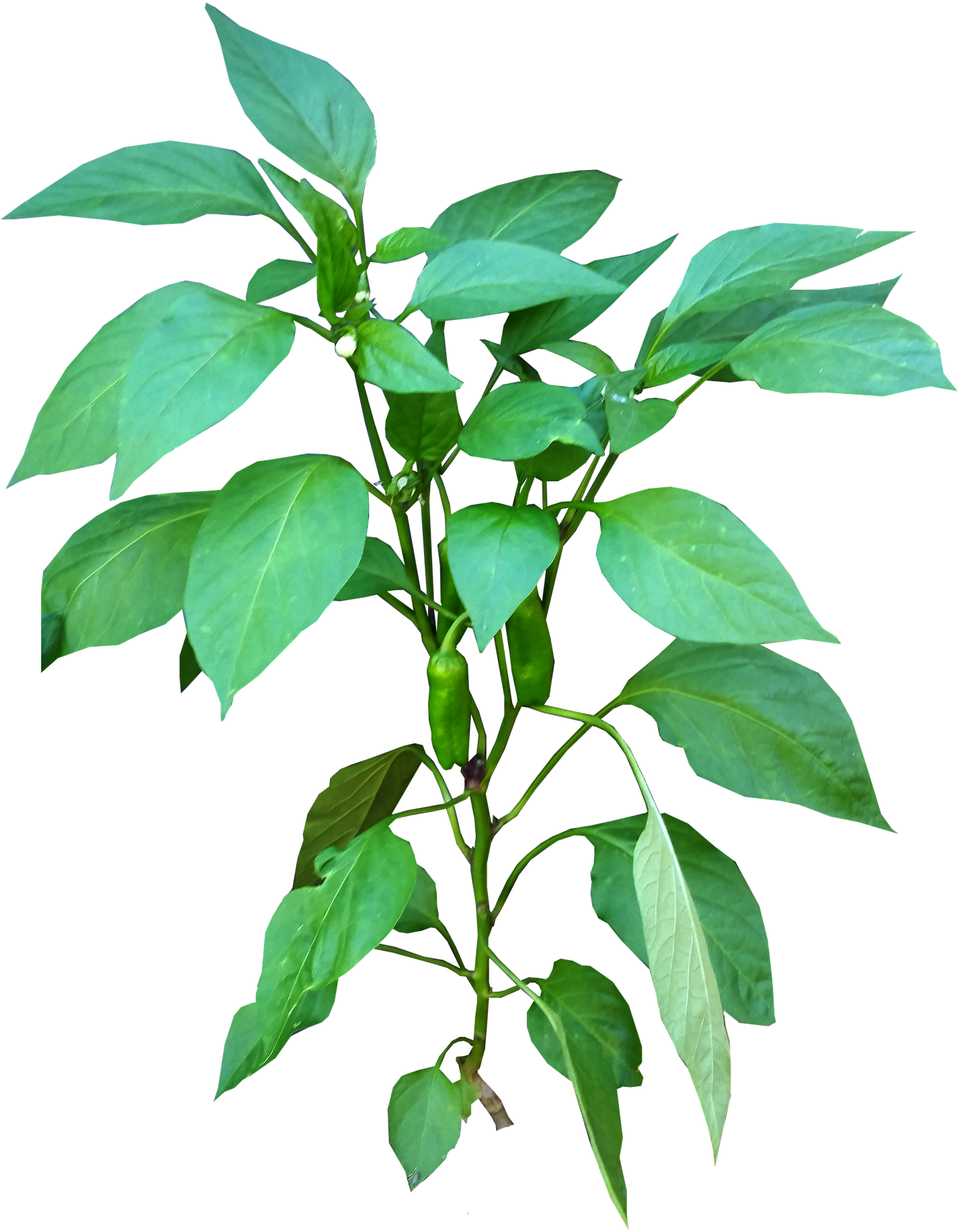 Green Chili Plant PNG Image