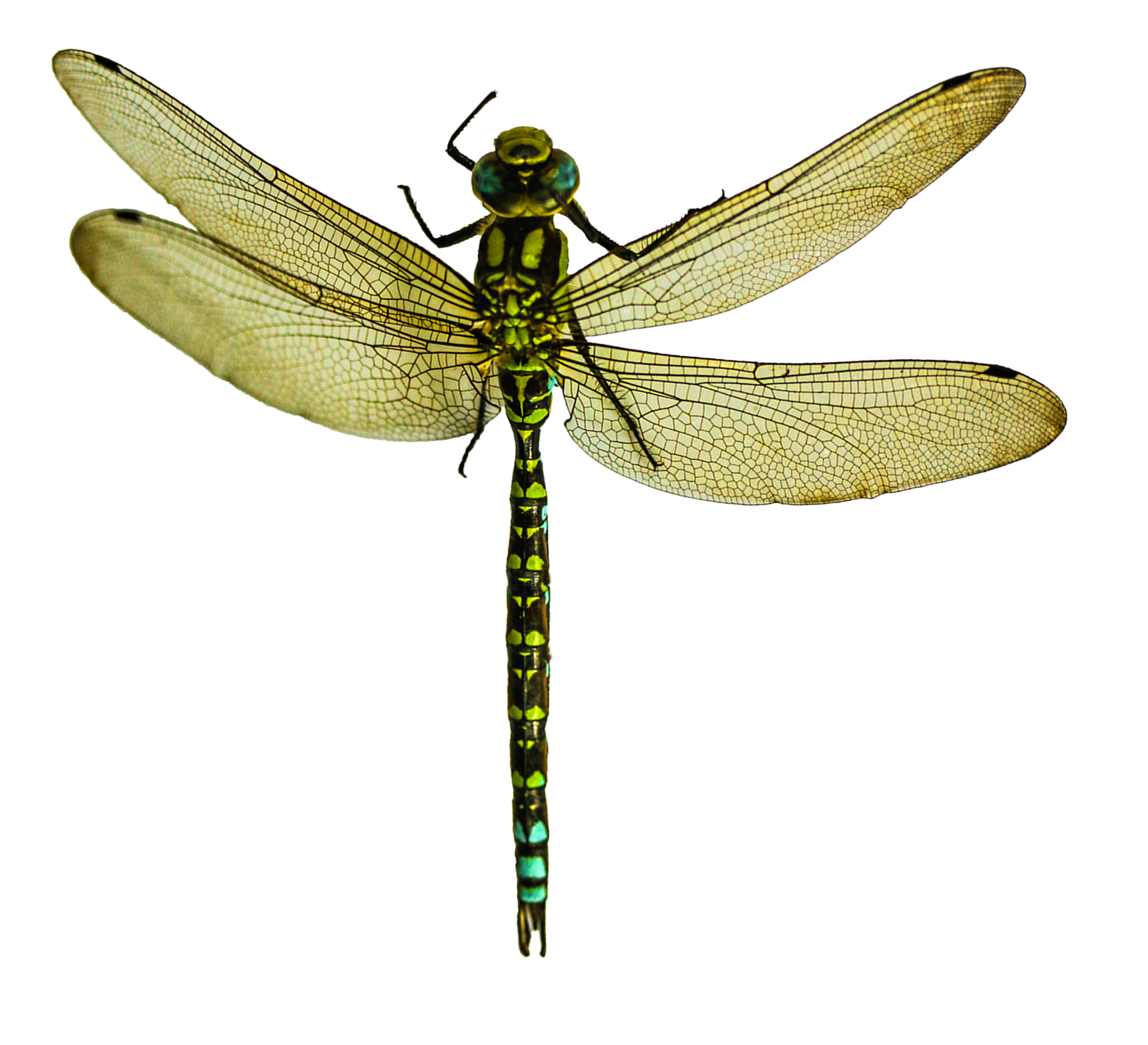 Green Dragonfly Transparent Background PNG Image