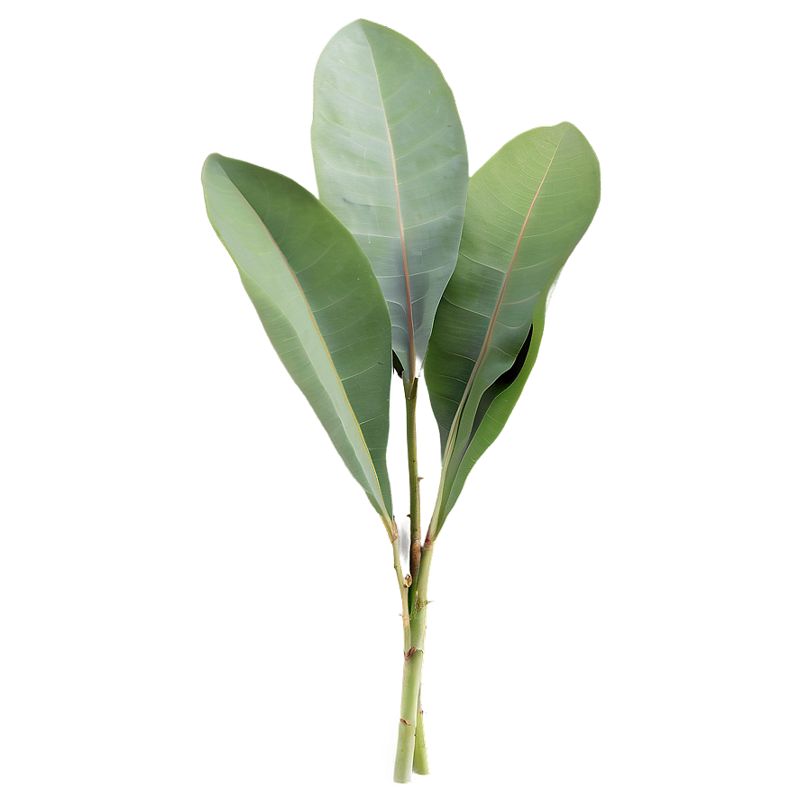 Green Eucalyptus Leaves Png 06272024 PNG Image